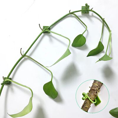 10Pcs Plant Climbing Wall Fixture Clips Invisible Wall