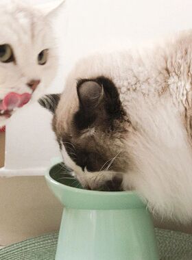 Tilted Cat Food Bowl Raised Cat Food Bowl Ergonomic Tall