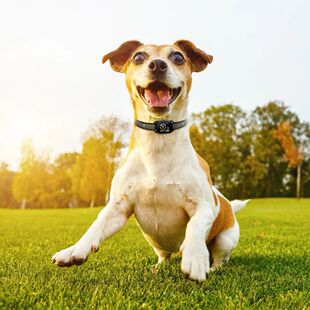Smart Bark Collar Rechargeable Anti Barking Training Collar