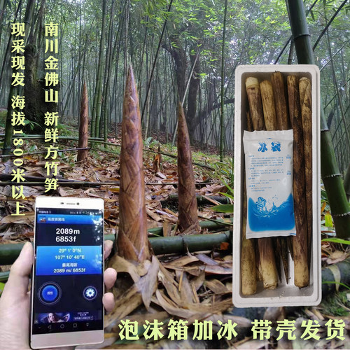 笋新鲜现挖南川方竹笋刺竹笋