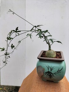 彩叶西番莲基地直销爬藤块根植物办公室阳台趣味盆栽绿植吉祥园