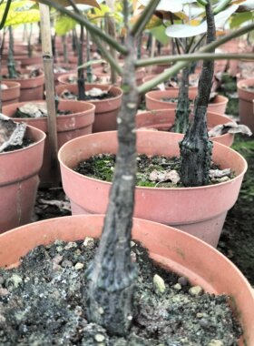 红叶西番莲子播实生潮流块根阳台窗台多肉植物绿植盆栽自家大棚货