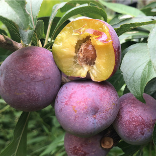 阿壩茂縣汶川空心現摘 新鮮水果脫核紅脆李翠紅李子5斤 包郵 脫骨