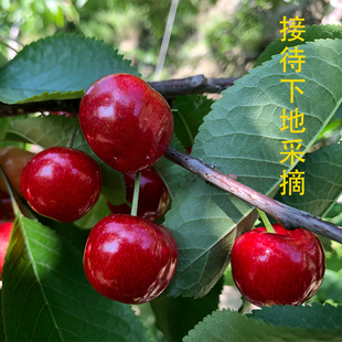 顺丰空运当季九寨沟新鲜水果汶川车厘子果园直发国产甜樱桃黑珍珠