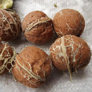 4斤可撕皮阿坝汶川新鲜湿核桃去青皮茂县薄皮高山理县卡子生核桃