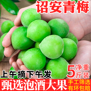 福建诏安青梅鲜果现摘泡酒专用5斤2024应当季水果新鲜梅子胭脂10