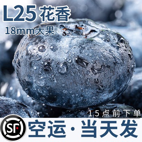 【商超品质】精选大果蓝莓