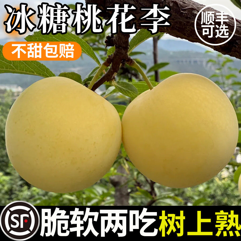 新鲜四川冰糖桃花李大果