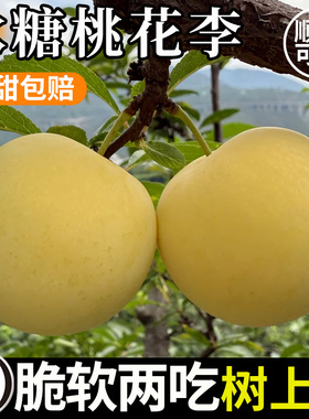 冰糖李子桃花李四川李子果新鲜脱骨黄金奈青脆李5斤当季水果现摘