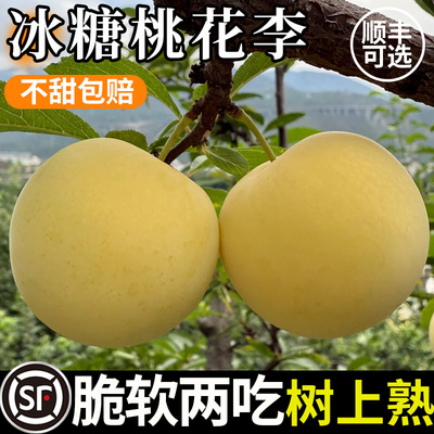 冰糖李子桃花李四川李子果新鲜脱骨黄金奈青脆李5斤当季水果现摘