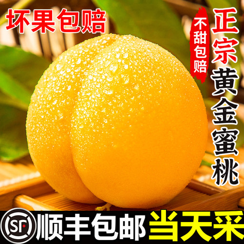 现摘黄桃顺丰包邮！不甜包赔！