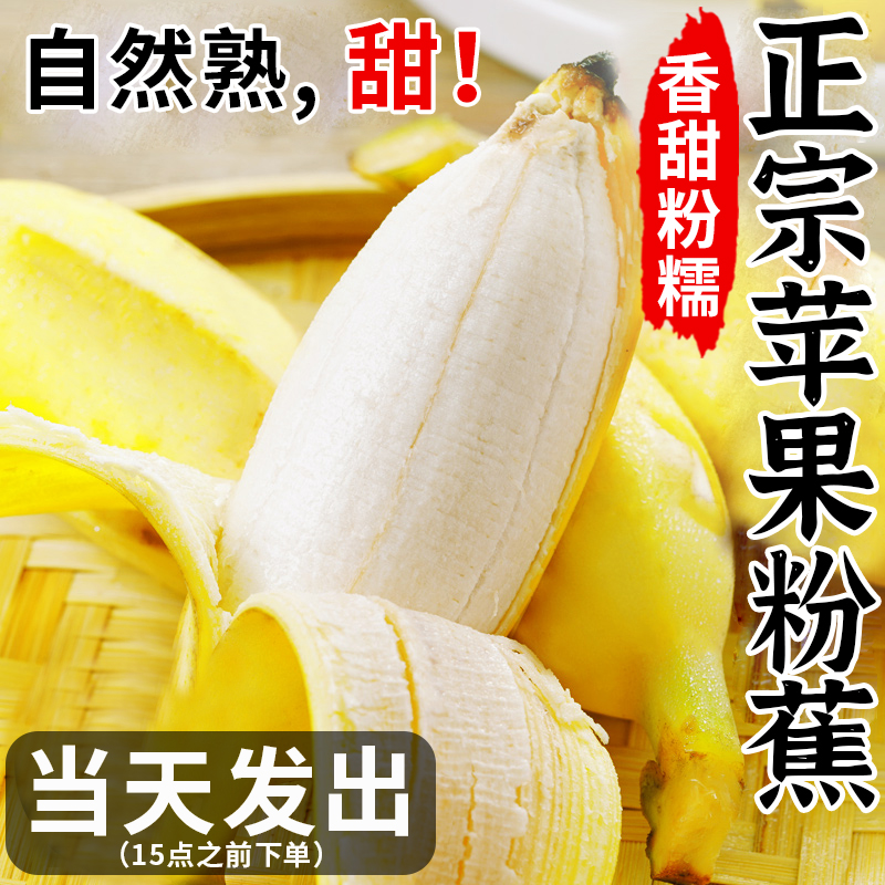 正宗苹果蕉banana香蕉新鲜9斤苹果粉蕉自然熟当季小米芭蕉香焦10 水产肉类/新鲜蔬果/熟食 香蕉 原图主图