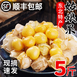 顺丰东北姑娘果特大果5斤菇娘果特产新鲜水果整箱当季灯笼果洋