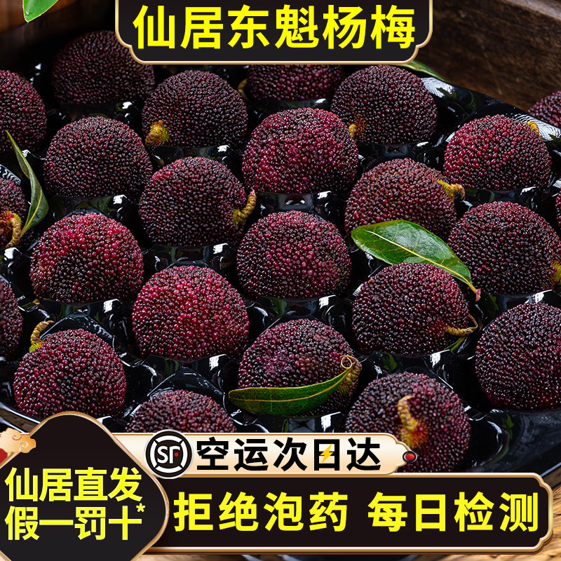 现货仙居东魁杨梅鲜果现摘应当季新鲜水果杨梅空运包邮