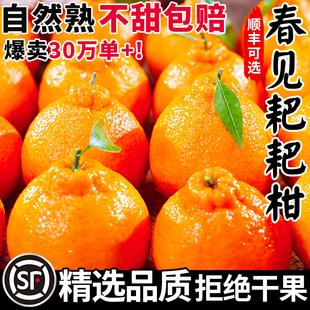 四川春见耙耙柑粑粑柑杷杷柑新鲜水果过年货整箱送礼春节当季桔子