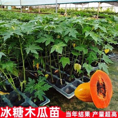 木瓜苗树雷州冰糖牛奶红肉木瓜大青水果矮化 木瓜苗四季种植 带土