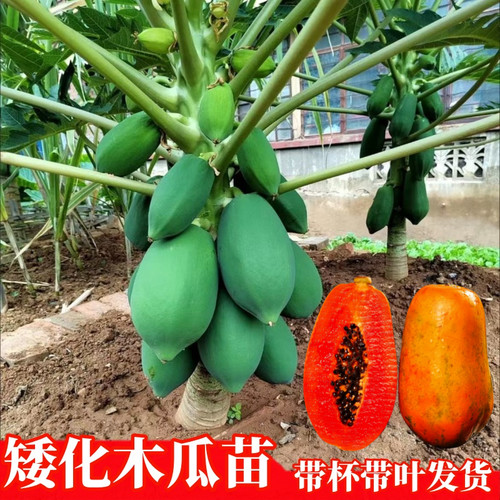 木瓜果树苗冰糖红心木瓜苗特大果苗果树苗南北方种植盆栽当年结果