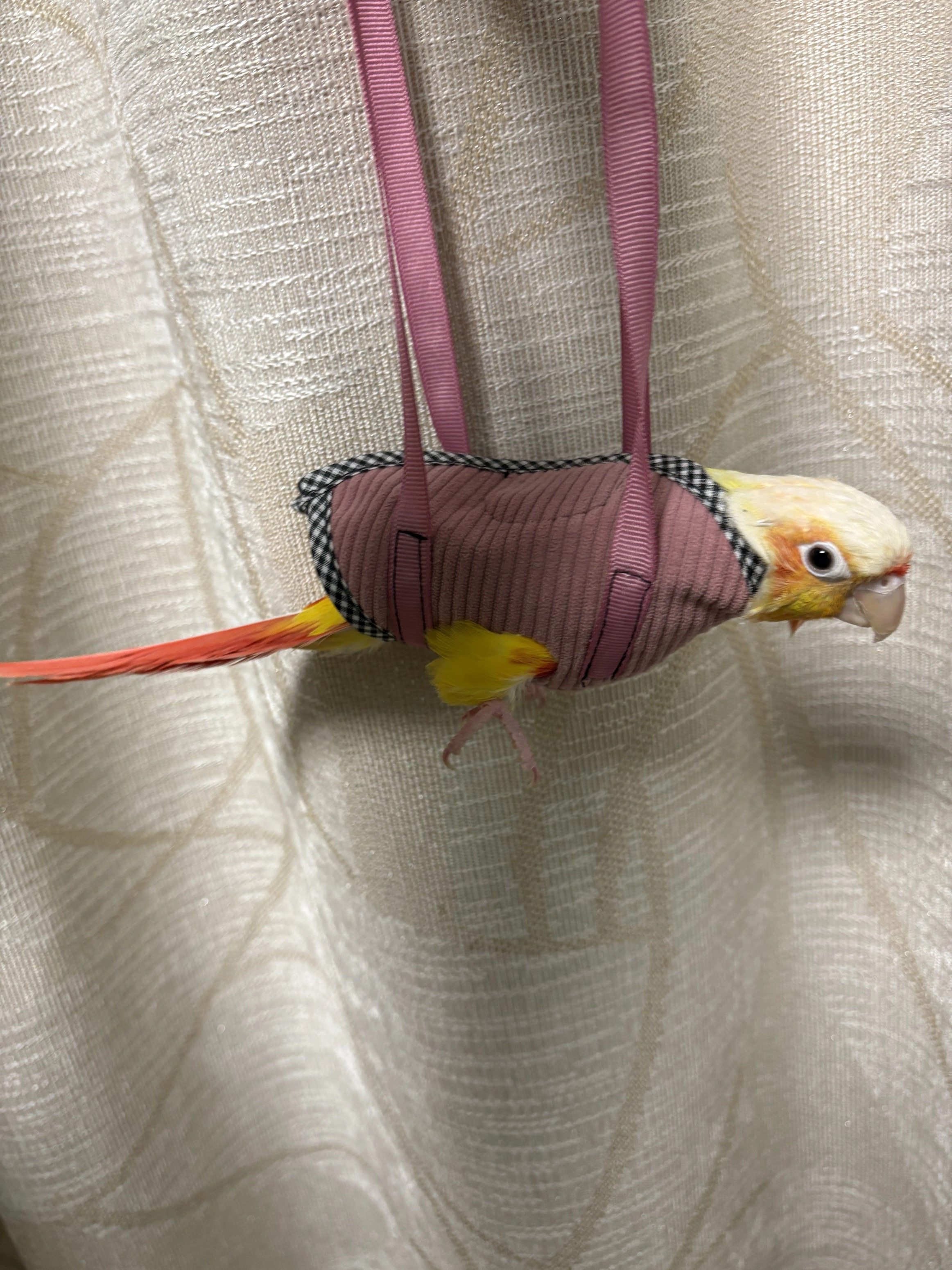 鹌鹑手把袋鹦鹉手把袋遛鸟袋出门神器鹦鹉手提袋吊床悬挂式鸟笼,宠物/宠物食品及用品,鸟禽其他,淘宝优惠券,粉丝福利购,淘宝优惠卷