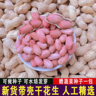 25年花生种子带壳花育16生新晒干高产早熟种植山东大花生籽可发芽