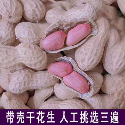 2025年干花生新生现挖带壳泥粉