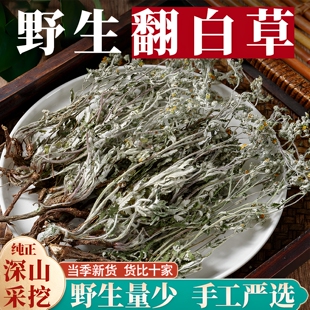 翻白草中药材500g野生正品整颗新货带根叶泡水泡茶番白草绞股蓝