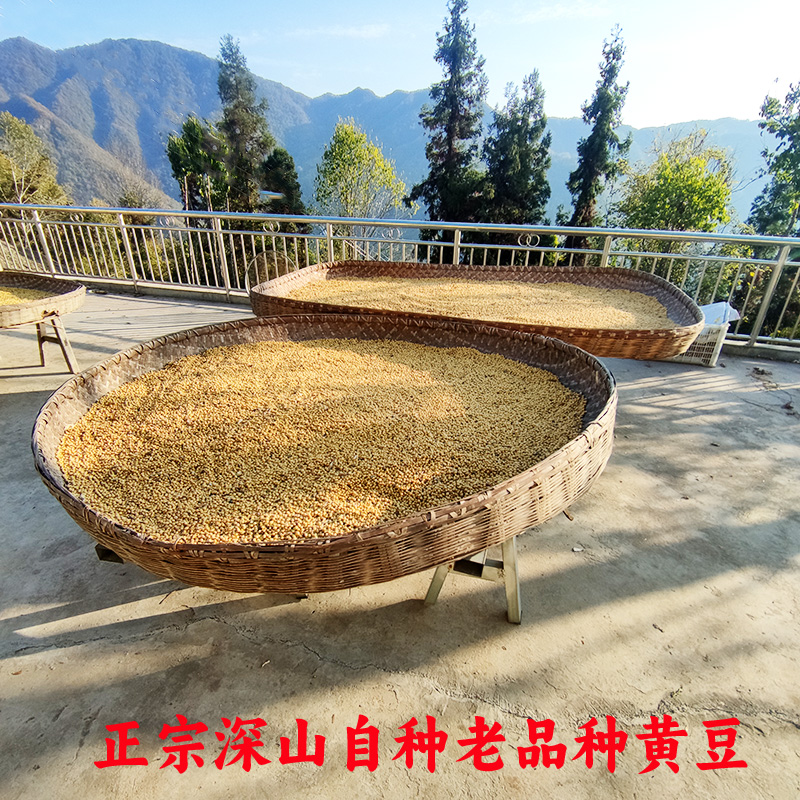 2025年新货 老品种黄豆打豆浆专用 黄豆农家自种黄豆非转基因黄豆