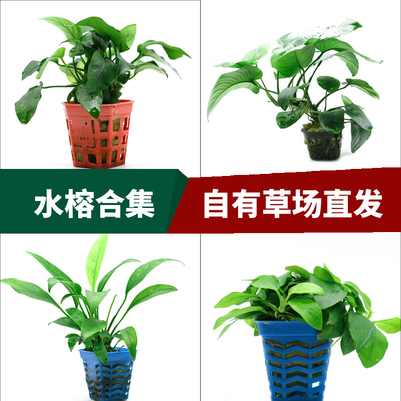 草场懒人鱼缸造景水草水榕 叶榕黄金丹麦榕靑旦头水榕类合集