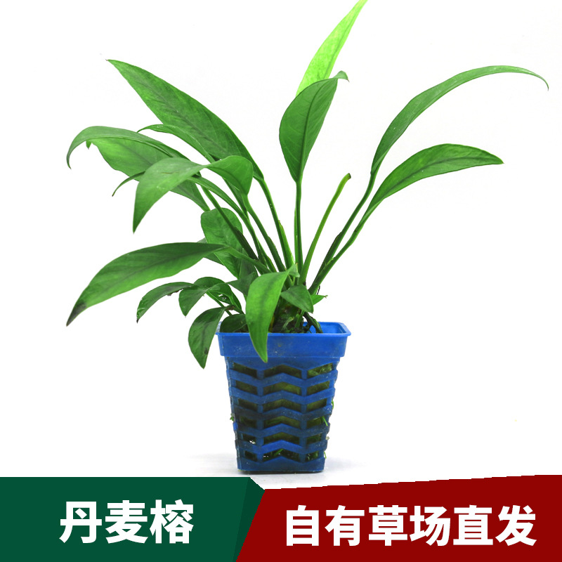 草场直供鱼缸水族活体丹麦尖叶榕 造景装饰观赏水草水榕类