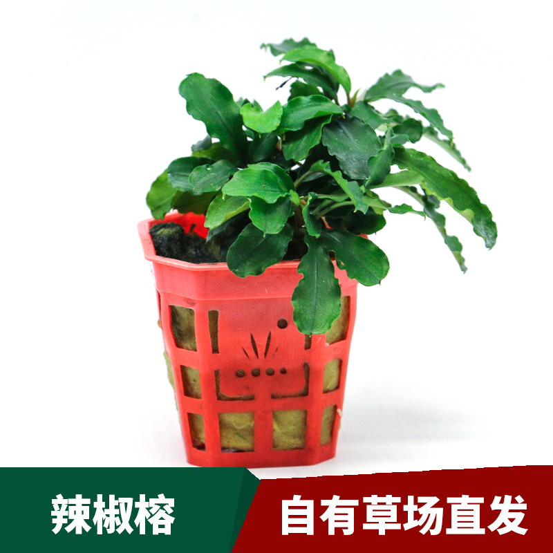 懒人水草活体鱼缸装饰辣椒榕 水族箱水榕沉木净化水质的水草