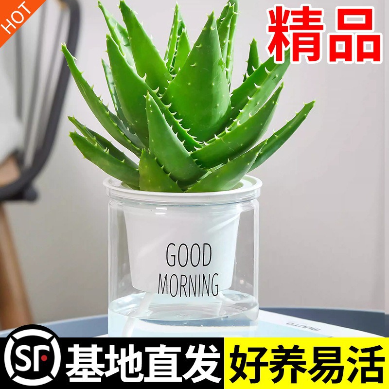 芦荟好养室内净化空气除甲醛办公桌仙人掌多肉