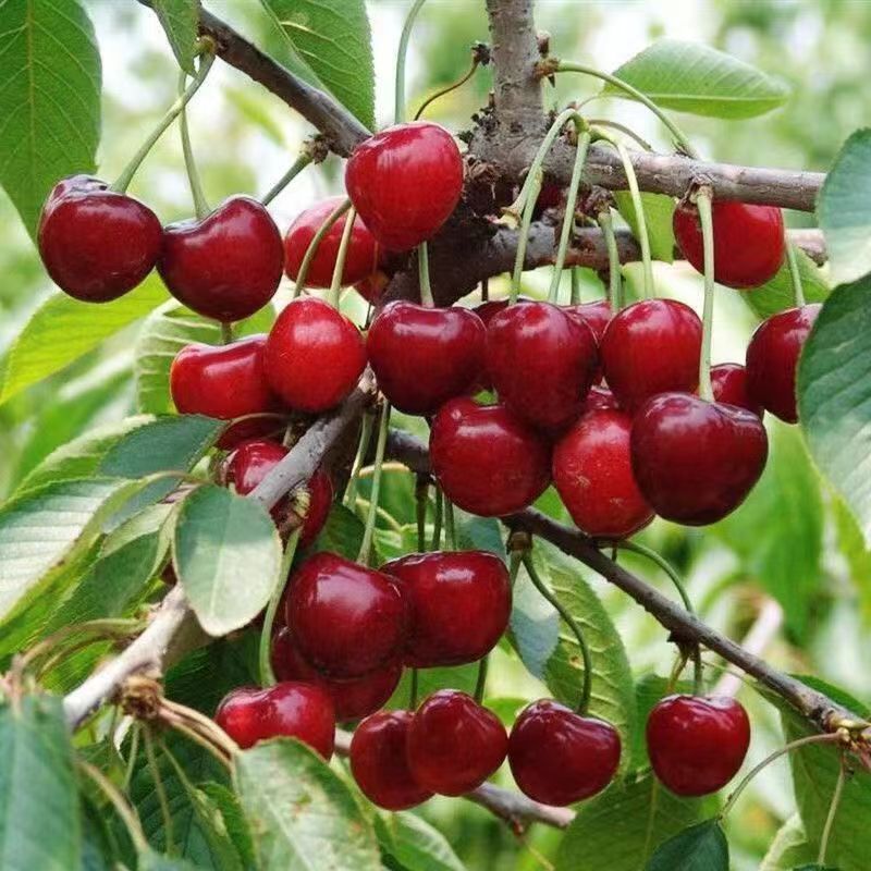 散装樱桃山樱桃果树毛樱桃车厘子大樱桃