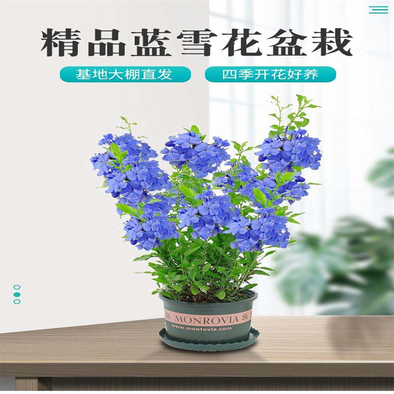 蓝雪花大苗宿根草花庭院阳台搭配室内外观赏夏季可开