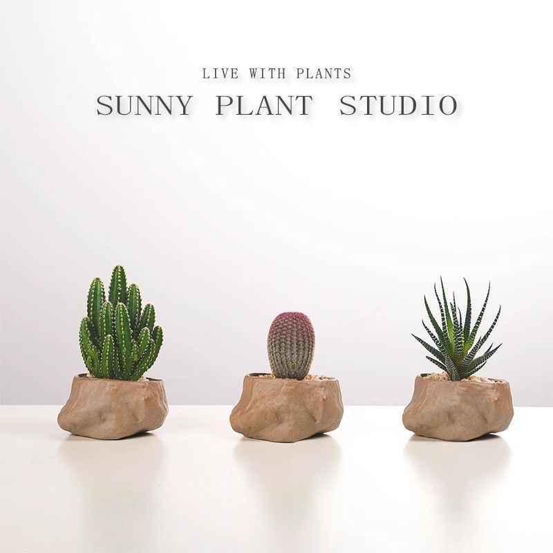 万重山红太阳多肉仙人掌办公室桌面懒人绿植盆景