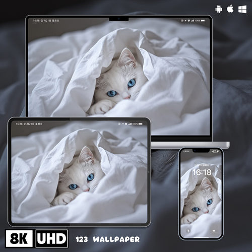 萌猫被窝蓝眸温柔8K超清壁纸iphone苹果安卓手机电脑ipad平板壁纸