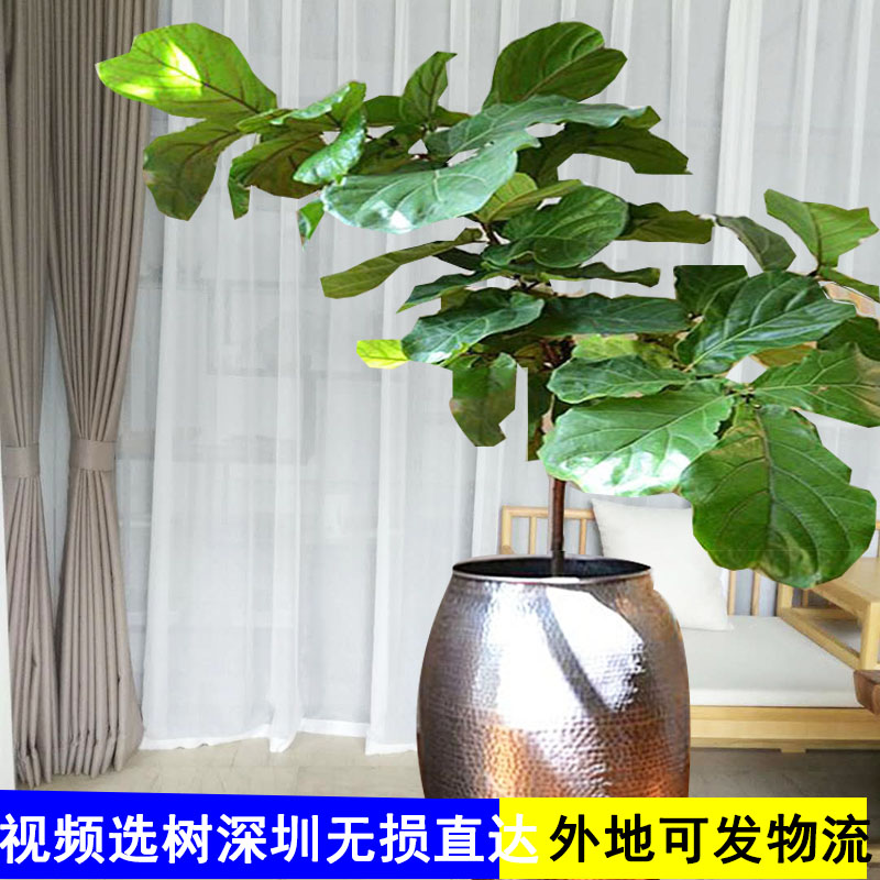 琴叶榕盆栽室内大叶植物客厅办公室好养绿植北欧风净化空气
