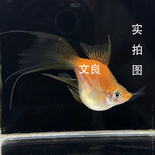 高鳍苹果燕尾剑球鱼红箭球鱼燕尾红剑鱼胎生鱼孕母小型热带观赏鱼