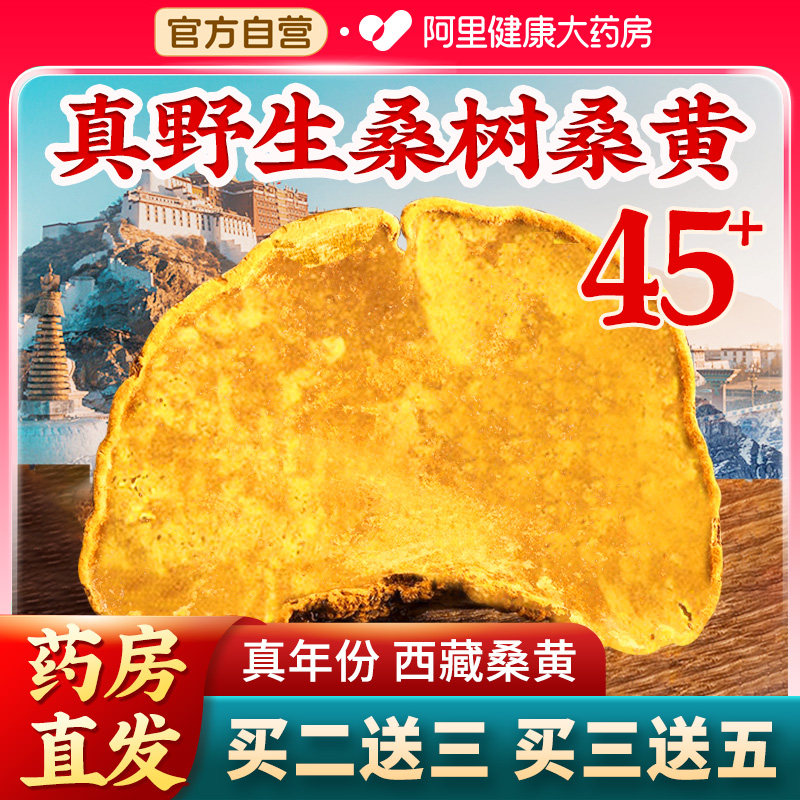 西藏野生45+桑树桑黄搭灵芝孢子粉茶官方旗舰店正品