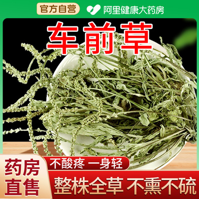 车前草野生干货官方旗舰店泡水喝的功效与作用非中搭药绞股蓝带根