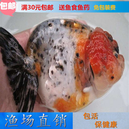 精品兰寿金鱼观赏鱼 淡水宠物小型纯种蛋种寿活体鱼 包邮