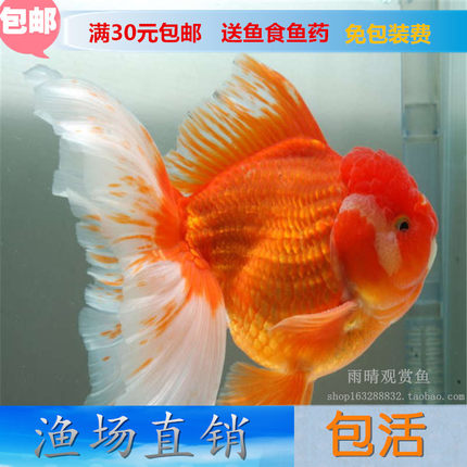 红泰狮金鱼活体观赏鱼水族精品 冷水风水宠物小型鱼 渔场直销包活