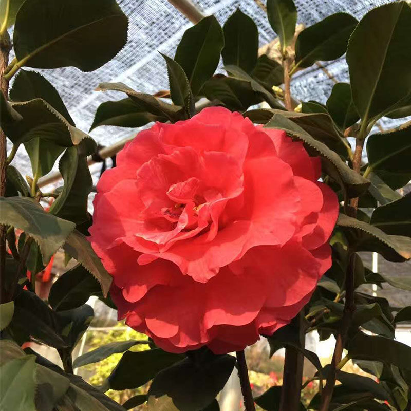 巨型稀有拉力皮特茶花品种名贵盆栽树苗带花苞庭院室外苗西楚霸王