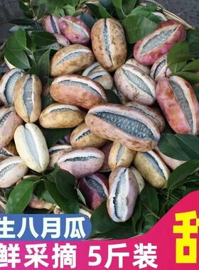 新鲜八月瓜水果八月炸野果贵州当季罕见水果预知子鲜果8月果整箱