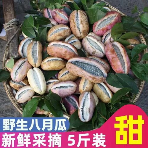 新鲜八月瓜水果八月炸野果贵州当季罕见水果预知子鲜果8月果整箱