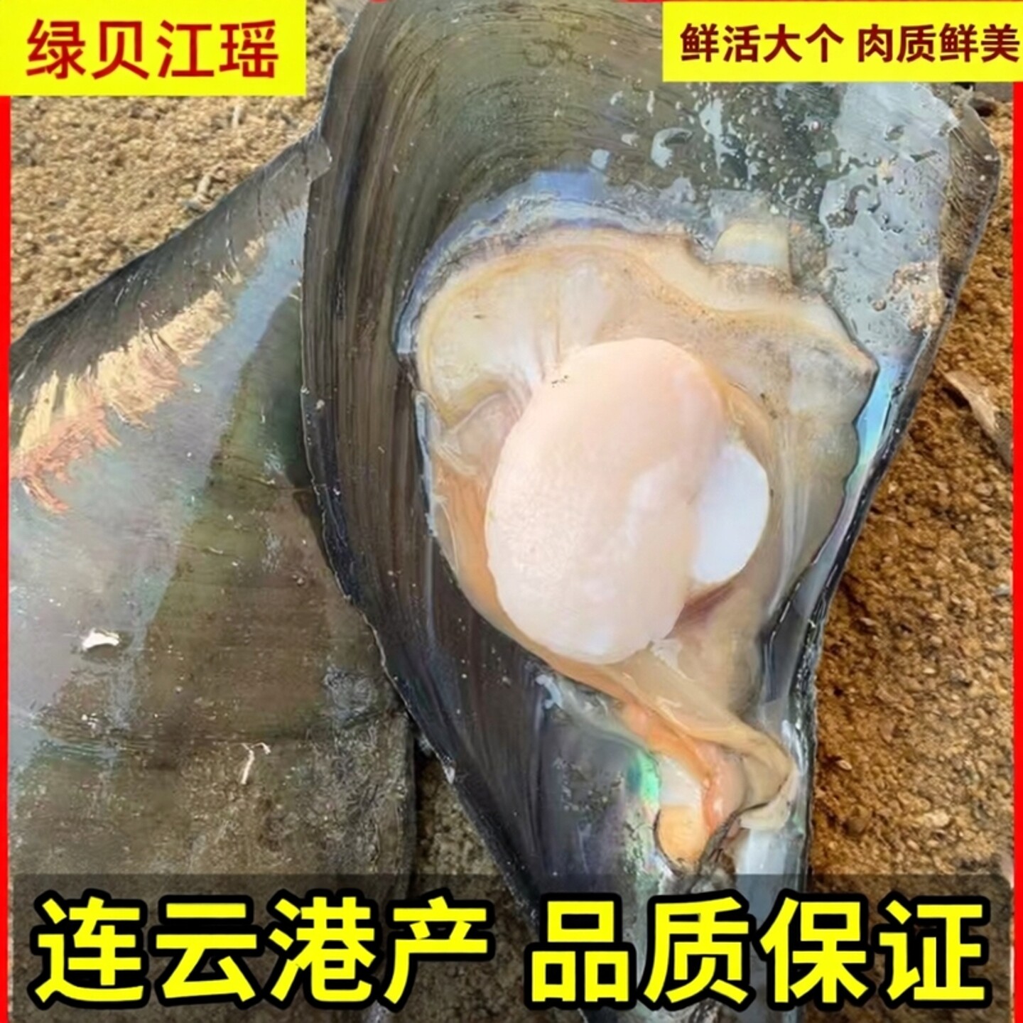 江苏连云港鲜活大个绿贝江瑶贝10只海鲜水产贝类制品