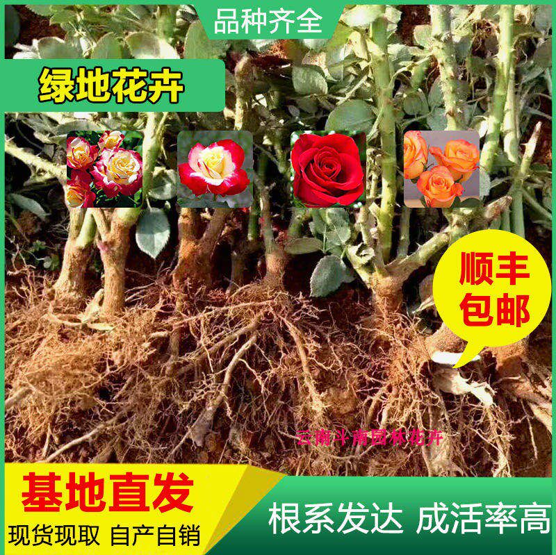 云南昆明玫瑰月季大苗1到3年生裸根嫁接玫瑰花老桩苗绿化工程苗木