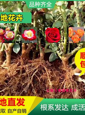 云南昆明裸根绿化苗木玫瑰月季