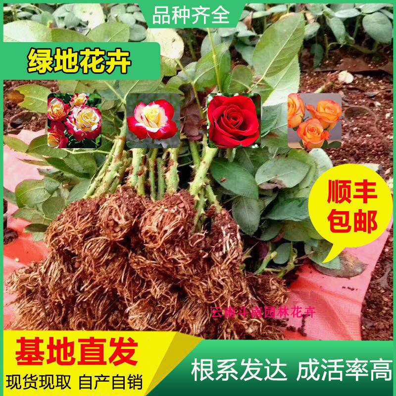 3000棵顺丰包邮云南斗南大花四季玫瑰切花月季花种苗园林绿化用苗