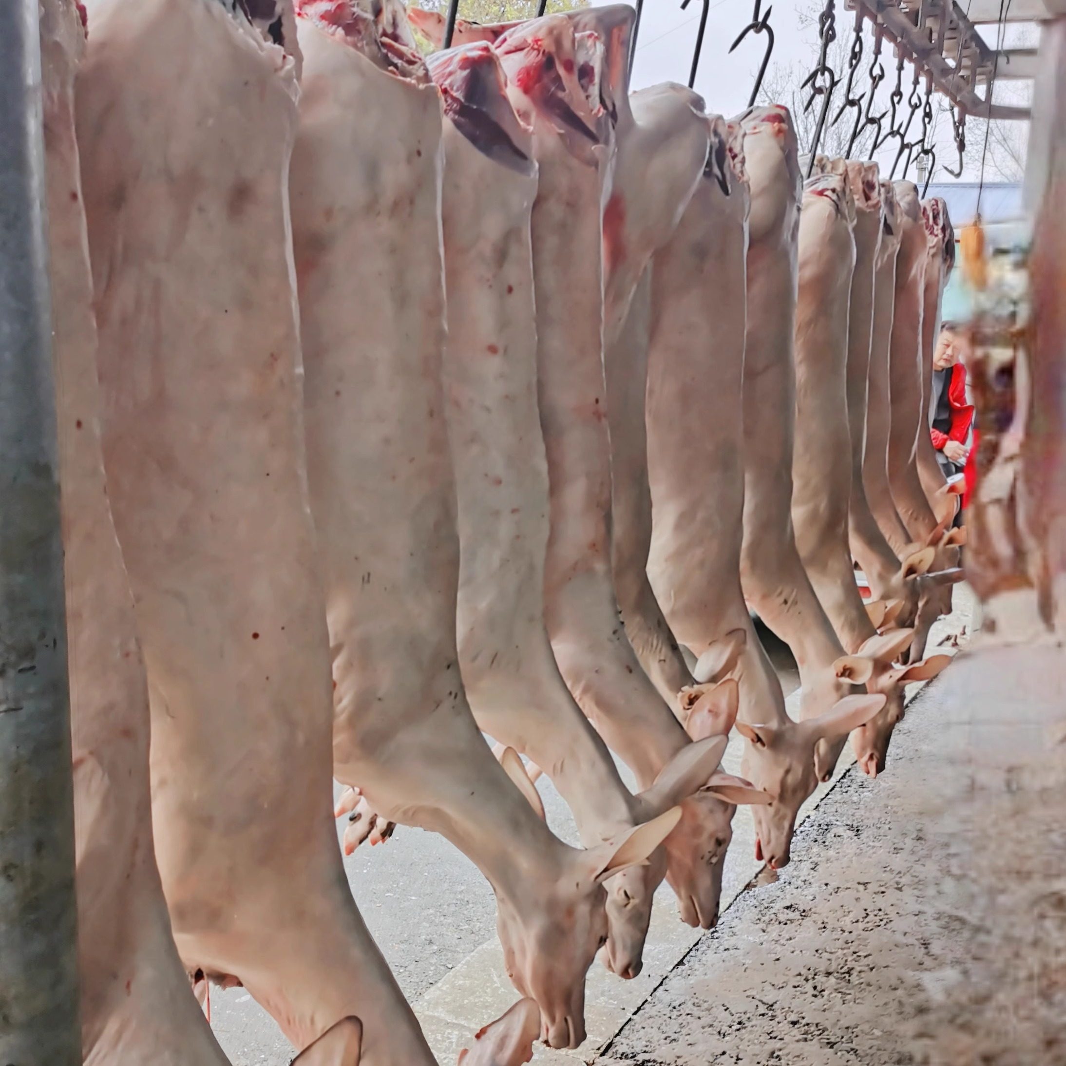 新鲜整头带皮鹿肉5斤整只带皮吉林梅花鹿鹿肉生鲜冻干 鹿腿肉