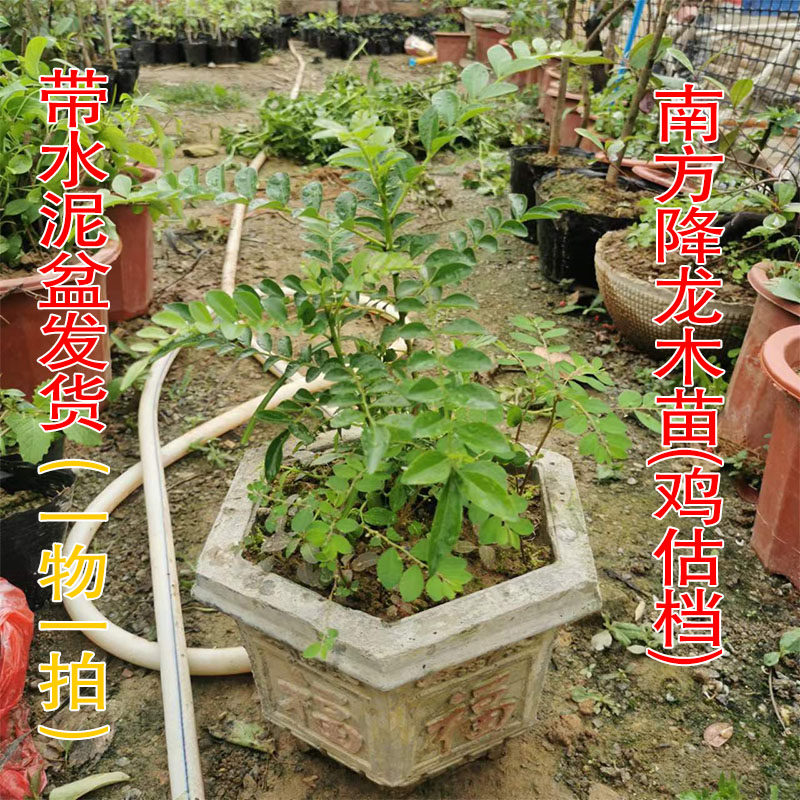 降龙木盆栽盆景原生一棵包邮鸡枯挡鸡锥木鸟不站树苗镇宅
