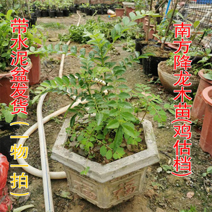 降龙木盆栽盆景原生一棵包邮鸡枯挡鸡锥木鸟不站树苗镇宅